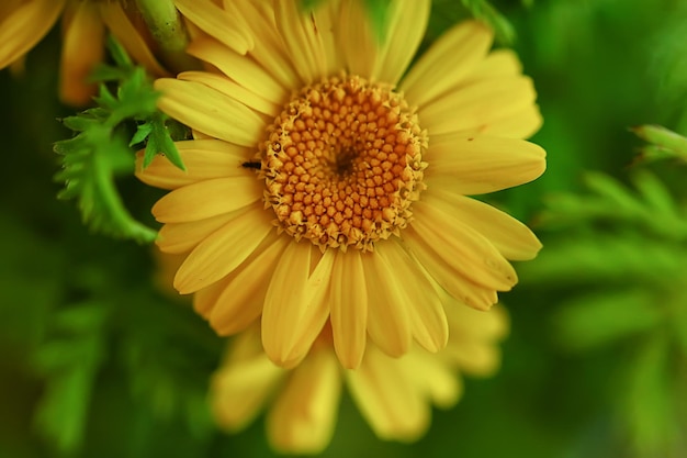 gele madeliefjes zomer achtergrond, abstracte natuurlijke bloemen lente