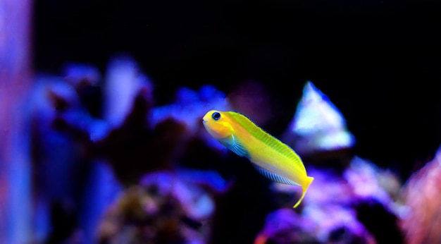 Gele Midas Blenny-vissen in aquariumtank van koraalrif