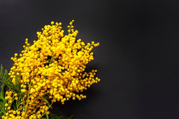 Foto gele mimosa bloemen lente bloemen achtergrond