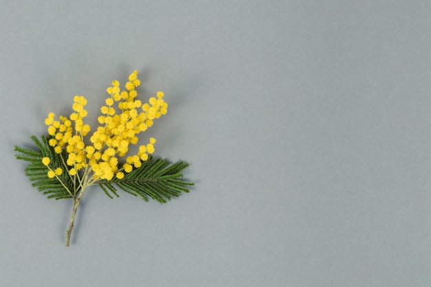 Gele mimosa bloemen op grijze achtergrond. Bovenaanzicht. Kopieer ruimte.