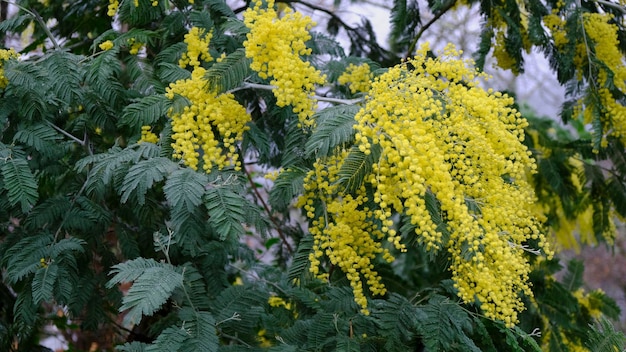 Gele mimosaboom in de natuur een mistige dag. acacia dealbata