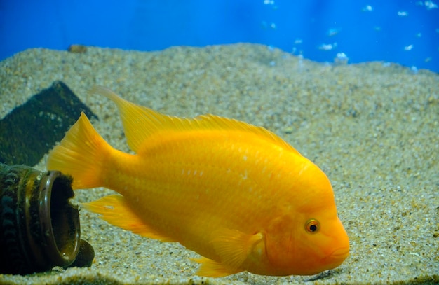 Gele mooie aquariumvissen cichlasoma citron citroen cichlasoma