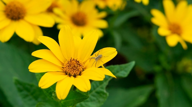 Gele mooie bloem in de tuin