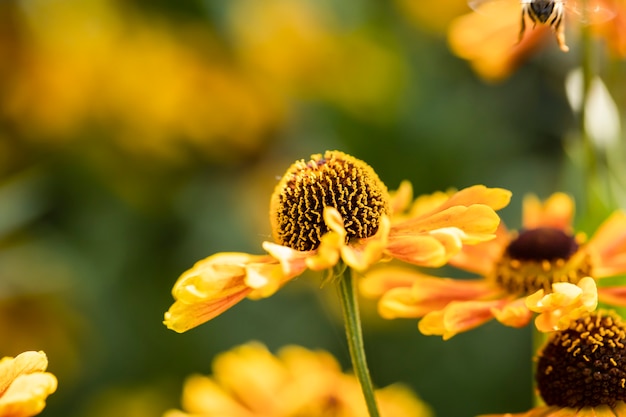 Foto gele mooie bloemen in de tuin