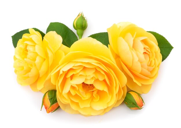 Gele mooie rozen