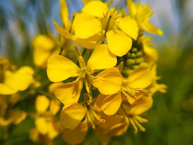 Gele mosterdbloemen in de zonnige lentedag