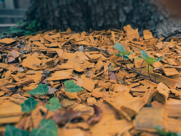 Gele mulch op een bloembed in de buurt van een boomclose-up lage hoek selectieve focus