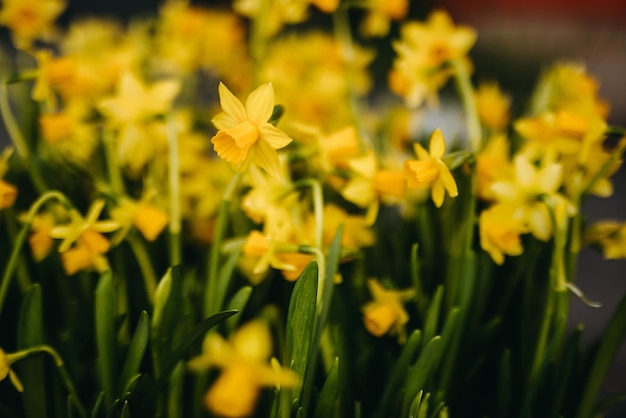 Gele narcis bloemen groeien in een tuin ondiepe scherptediepte