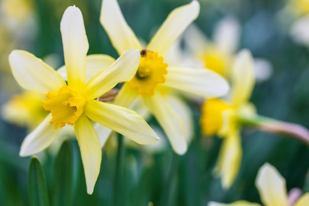 Gele narcis bloemen op een lente ochtend close-up