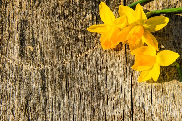 Gele narcis bloemen op houten achtergrond