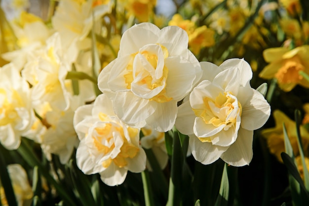 Gele narcis. Eerste lentebloem bloesem