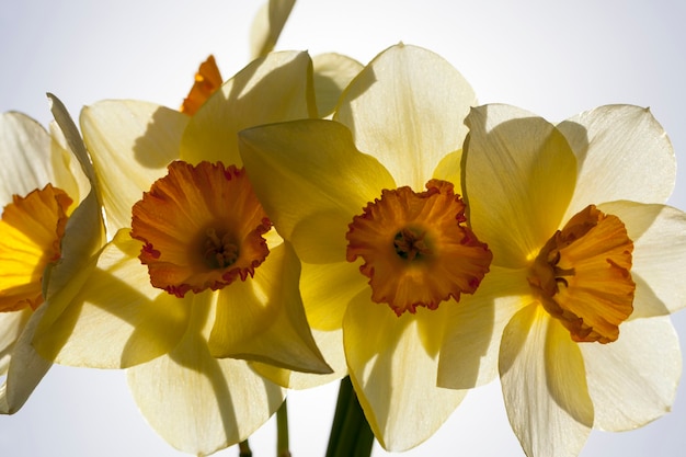 Gele narcis in het lenteseizoen