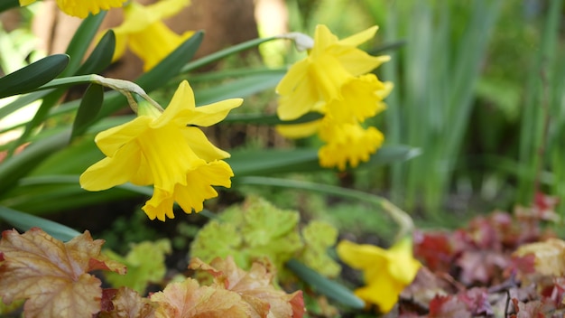 Gele narcisbloem, Californië de V.S. Narcis bloem lente bloei, ochtend bos bloesem