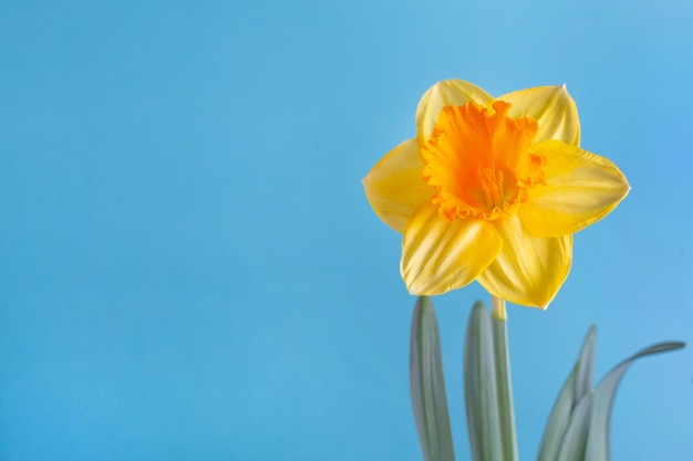 Gele narcisbloem op blauwe achtergrond Rusland Oekraïne conflict Oekraïne vlag kleur grens conflict