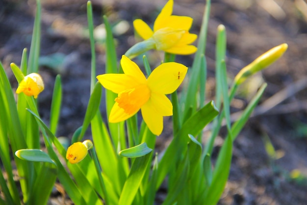 Gele narcisbloemen in tuin Mooie narcissen op bloembed