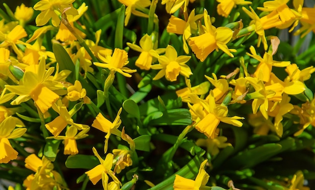 Gele narcissen bloeien achtergrond Selectieve aandacht