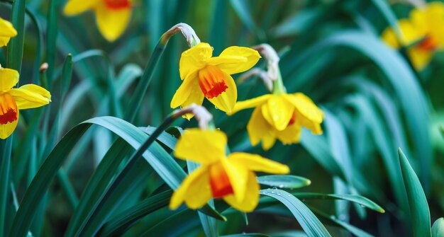 Gele narcissen bloeien in de lente, close-up