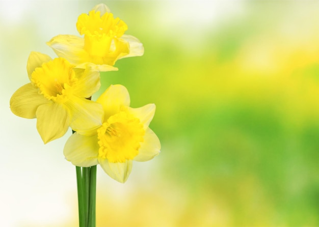 Gele narcissen bloemen geïsoleerd op background