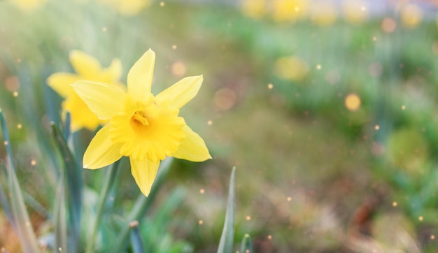 Gele narcissen bloemen in de ochtendzon Lente achtergrond bloemenlandschap