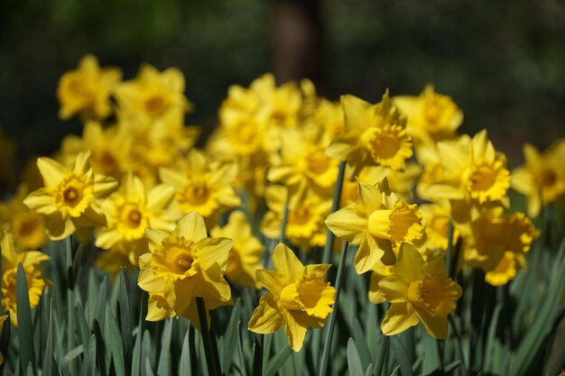 Gele narcissen bloemen intreepupil achtergrond