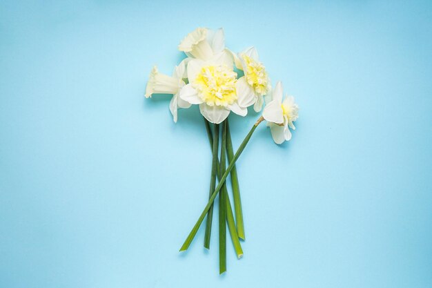 Gele narcissen bloemen op een blauwe achtergrond bovenaanzicht