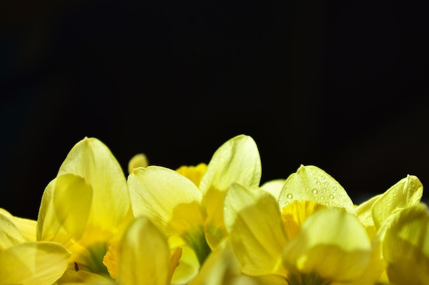 Gele narcissen close-up met dauwdruppels op bloemblaadjes op zwarte achtergrond