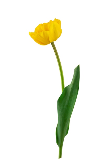 gele narcissen en tulpen met groene bladeren geïsoleerd op een witte achtergrond