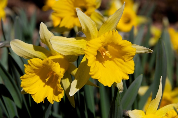 Gele narcissen in bloei Selectieve aandacht Ruimte kopiëren