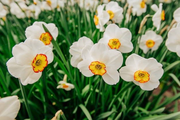 Gele narcissen in de tuinen van Holland