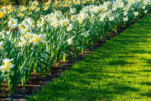 Gele narcissen in de tuinen