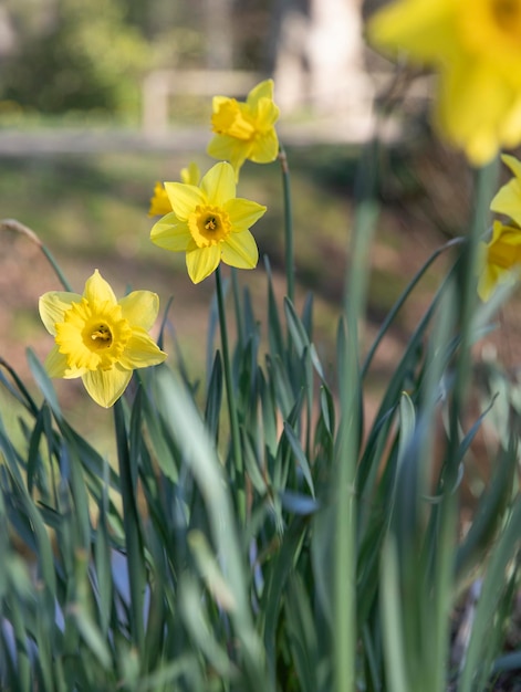 gele narcissen in het park in sprin