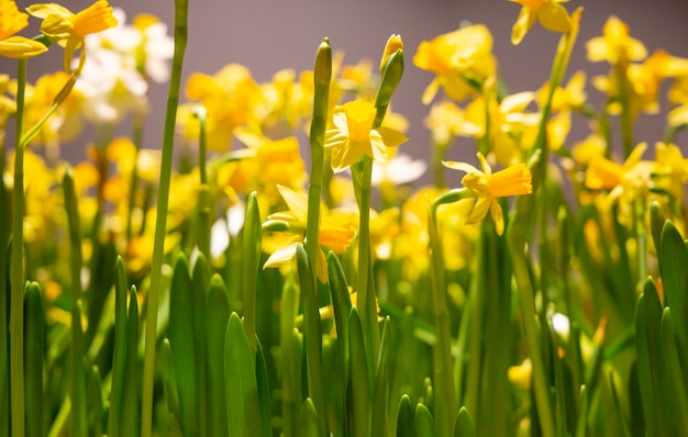 Gele narcissen lentebloemen