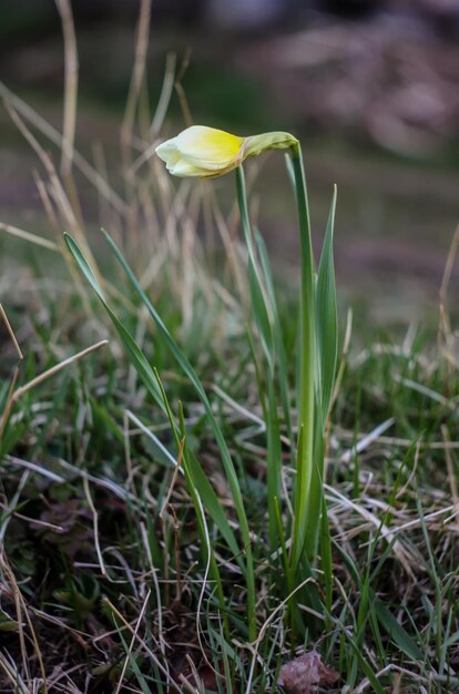 Gele narcissenbloem die in het voorjaarspark groeit