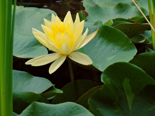 Gele nymphaea in vijver