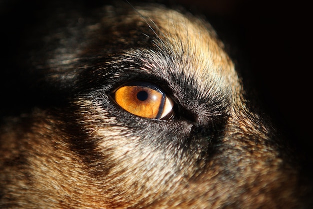 Gele ogen van honden