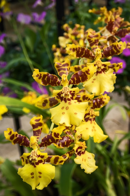 Gele oncidium-orchideeën bloeien in de tropische tuin