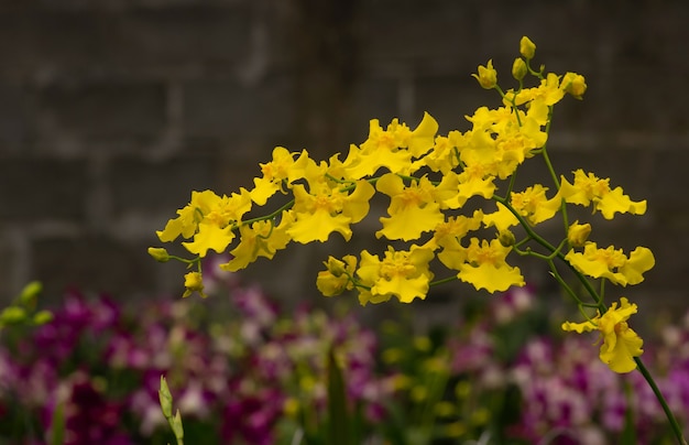 Gele oncidium orchideeën met onscherpe achtergrond in de kinderkamer