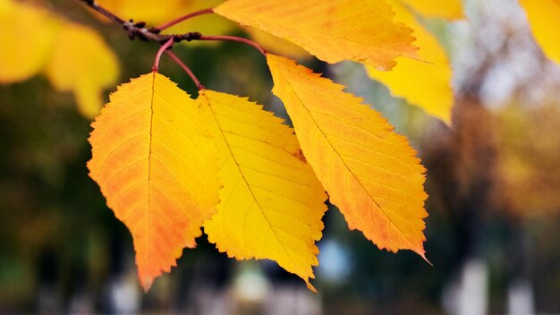 Gele oranje bladeren in het bos op een boom in de herfst