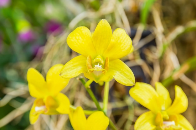 Gele Orchidaceae-bloem