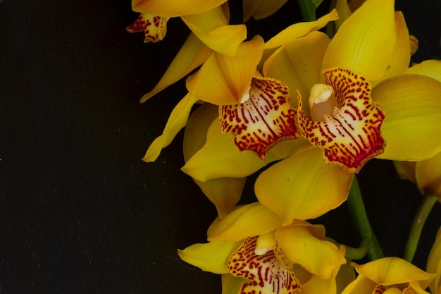 Gele orchidee bloemen