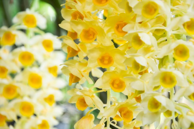 Gele orchidee, Dendrobium-Lindleyibloemen.
