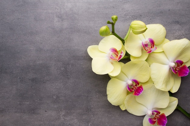 Gele orchidee op de grijze achtergrond.