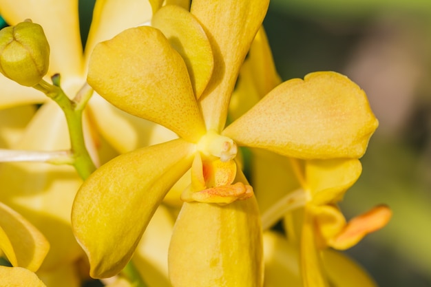 Gele orchidee op onscherpe achtergrond.