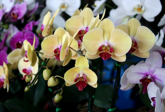 Gele orchidee