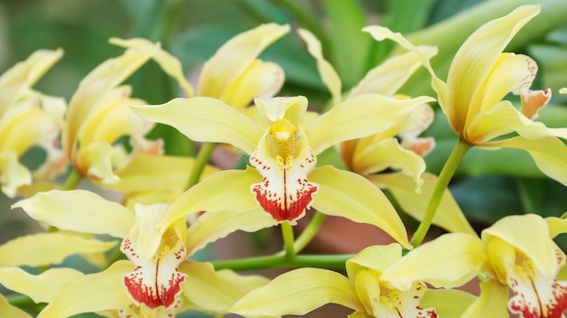 Gele orchideebloem in de tuin