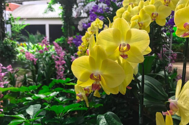 Gele orchideebloem in tuin bij de orchidee van de winterphalaenopsis.