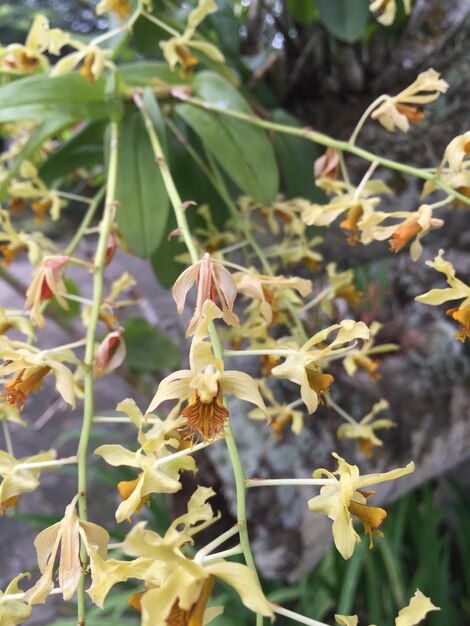 Foto gele orchideeën bloeien buiten