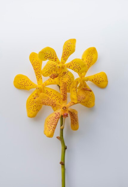 Foto gele orchideeën vanda geïsoleerd op witte achtergrond vanda coerulea