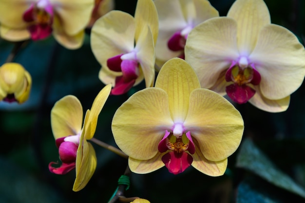 gele orchideeën