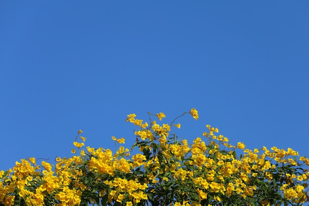 Gele oudere bloemen op blauwe hemel